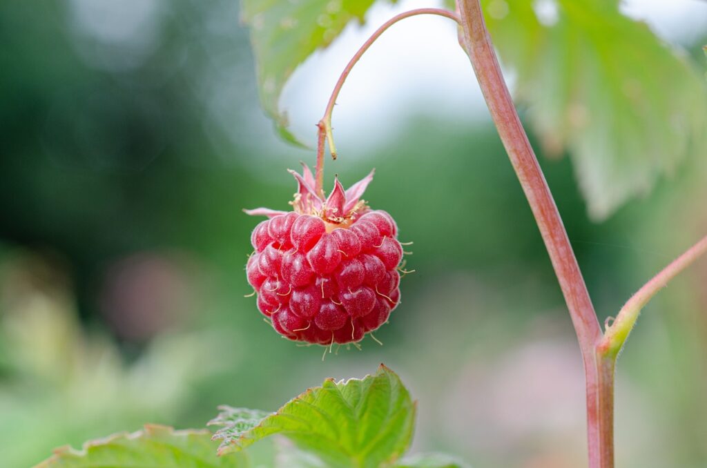 Himbeere am Strauch Himbeersorten Was für Himbeeren gibt es