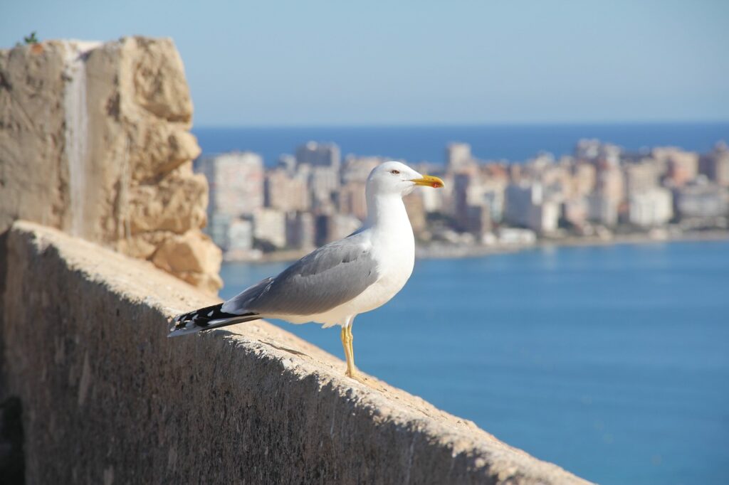 Möwe Mauer Urlaub Warum klauen Möwen immer Fischbrötchen