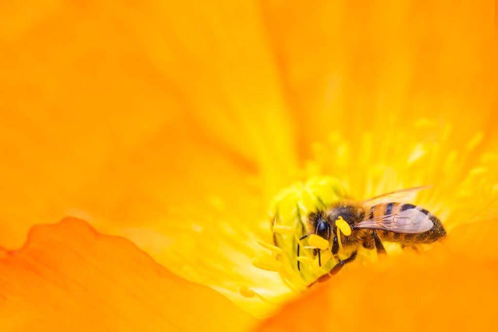 Biene sitzt auf einer Blume Gelée Royale - Wie genau entsteht es