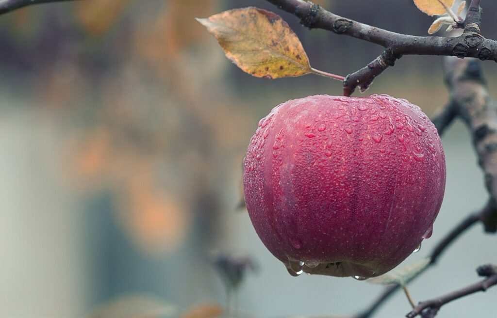 Apfel am Baum Welche Apfelsorte hat am wenigsten Zucker