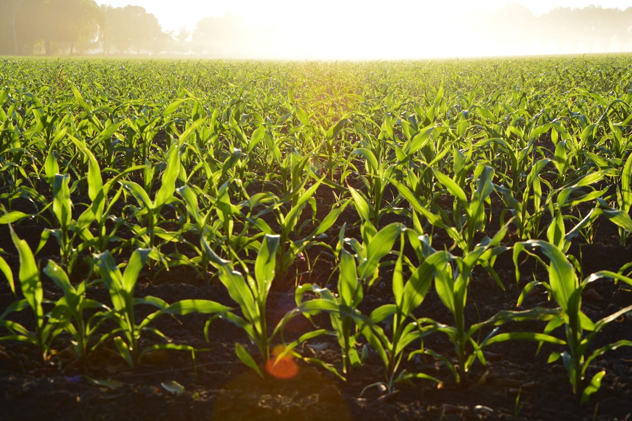 Land Feld Sonnenschein Landleben Sprüche, Weisheiten und Zitate