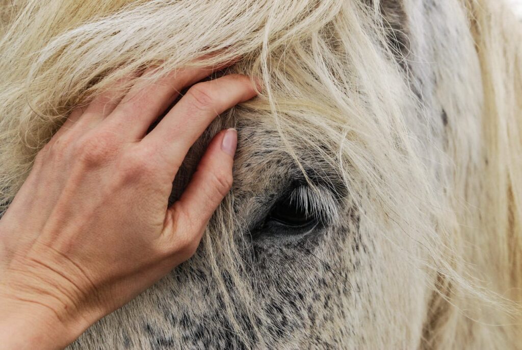 Pferd Pflege Tier Bei Regen Reiten 8 wichtige Tipps