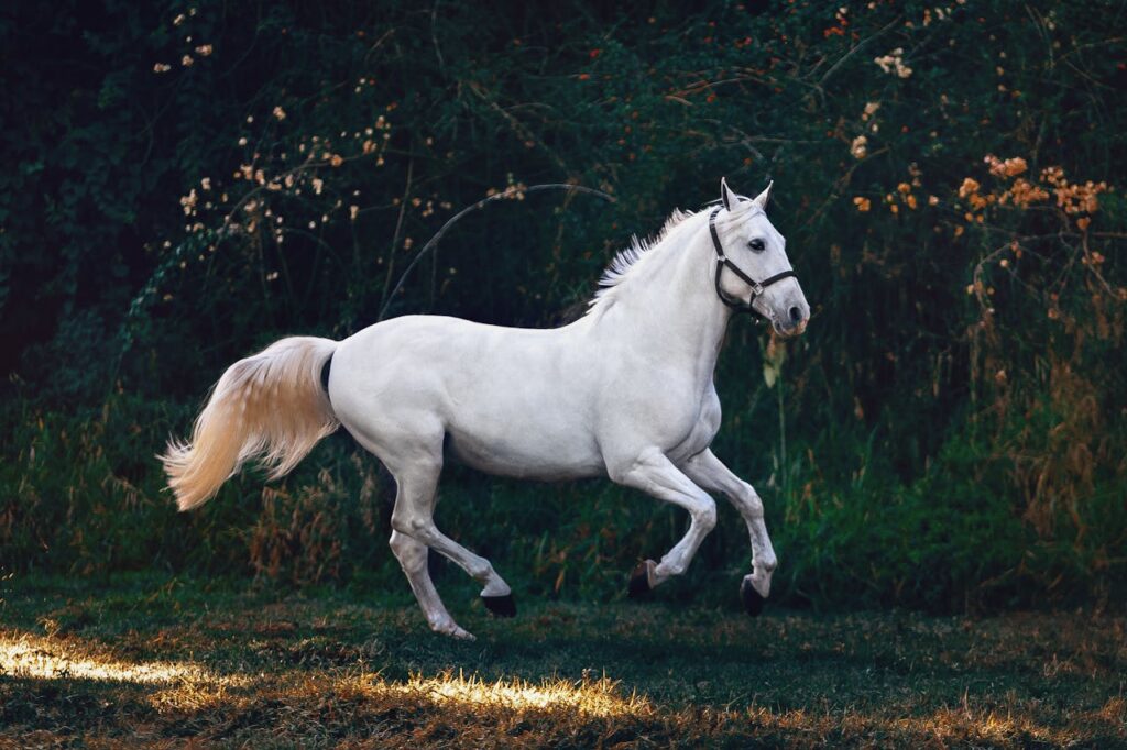 Pferd beim Reiten Japanische Pferdenamen schöne Vorschläge