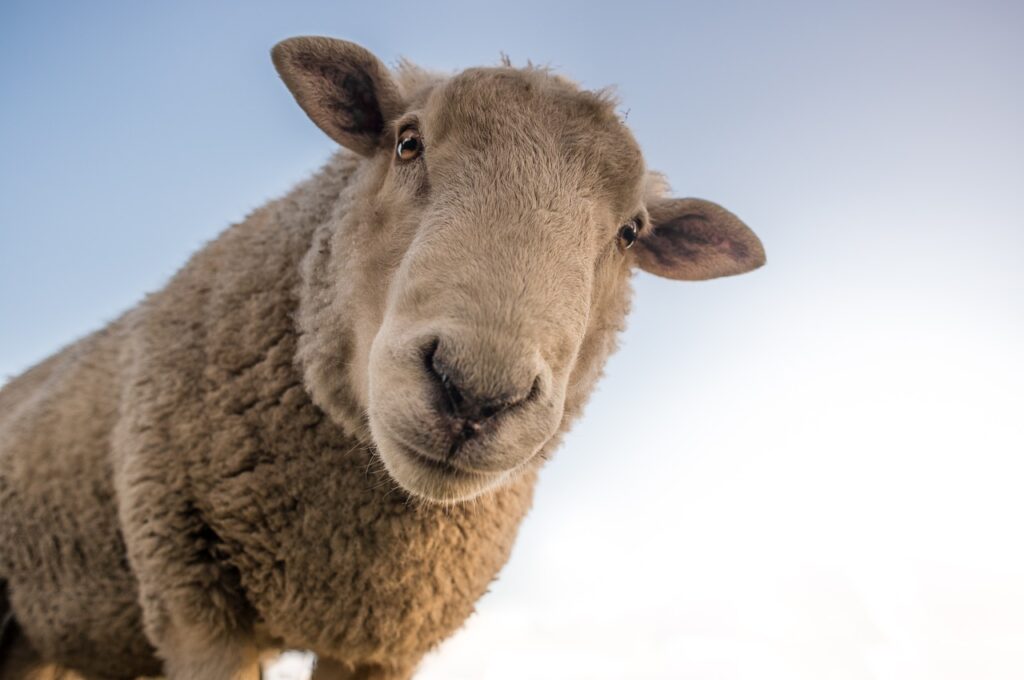 Schaf auf dem Bauernhof Bauernhof Sprüche, Landwirtschaft Weisheiten und Zitate