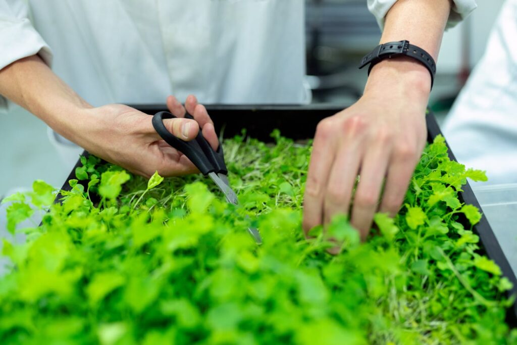Gärtnerei Pflanzen Hochbeet oder Rahmenbeet – was passt besser in deinen Garten