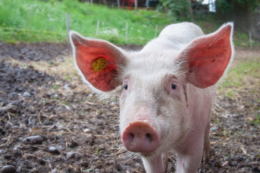 pinkes Schwein schaut aufmerksam Schweine-Intelligenz – Klüger als man denkt!