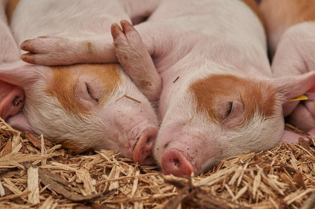 zwei Ferkel niedlich Süße Ferkel-Namen – Die besten Ideen für kleine Schweinchen