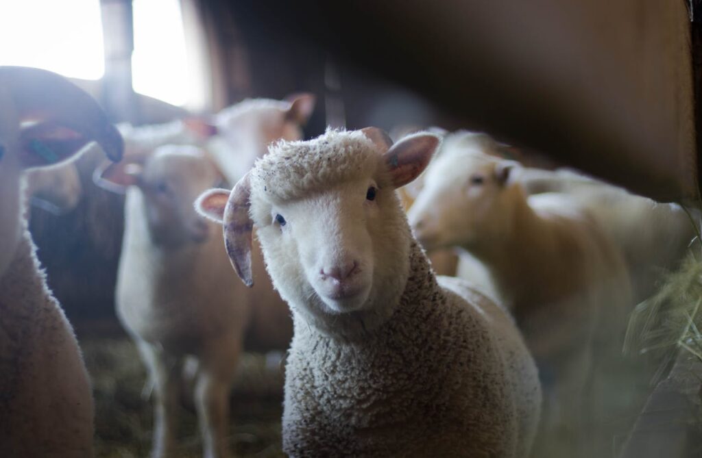 Schafe im Stall Wie verständigen sich Tiere untereinander